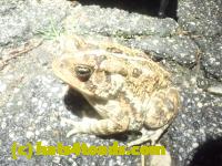 /home//u458753944/public_html/sourcegallery///////////Roxborough Toad Detour/2023/2023-04-06/P4060703.JPG